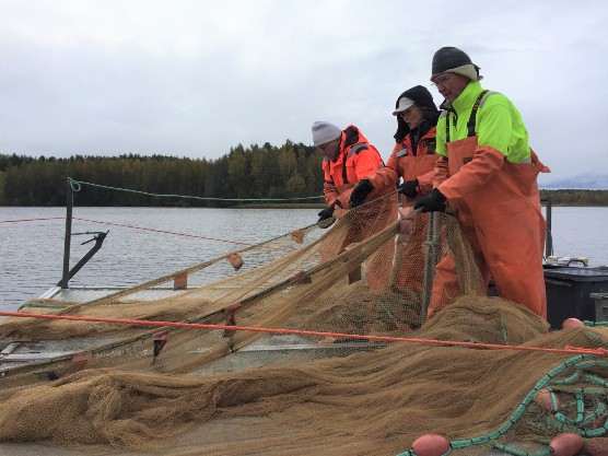 Verkkojen nostoa hoitokalastuksessa_556px